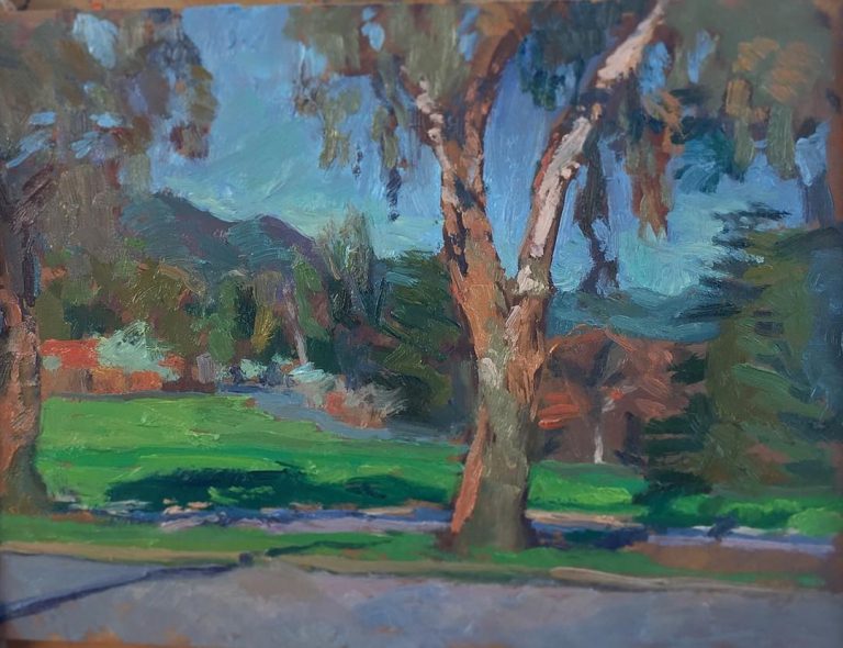 Eucalyptus Tree
