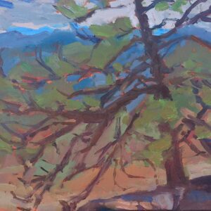 Ponderosa Pine