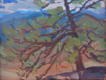 Ponderosa Pine
