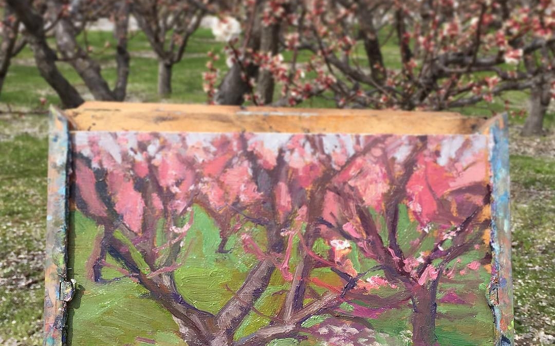 Cherry Trees in blossom