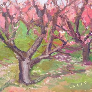 Cherry Trees in blossom