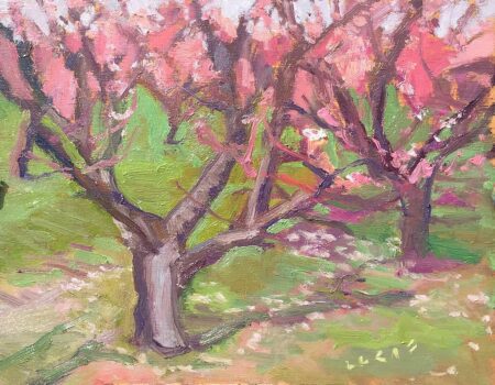 Cherry Trees in blossom