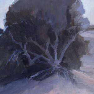Evening light on Tree at Tecolote