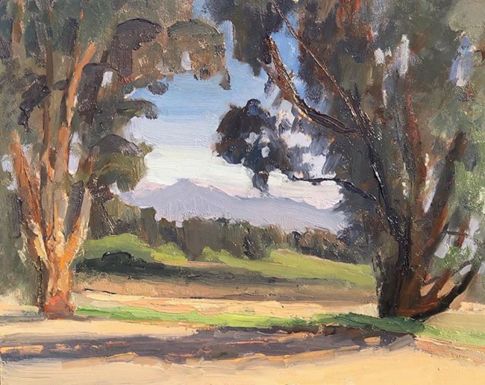 Eucalyptus Trees near Lake Casitas
