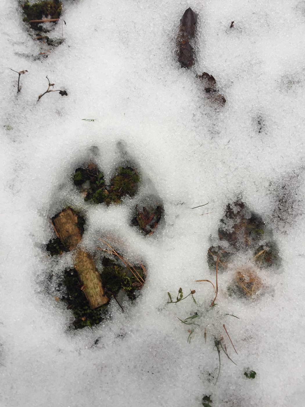 A wolf’s paw print in the snow beside Charlie’s smaller one